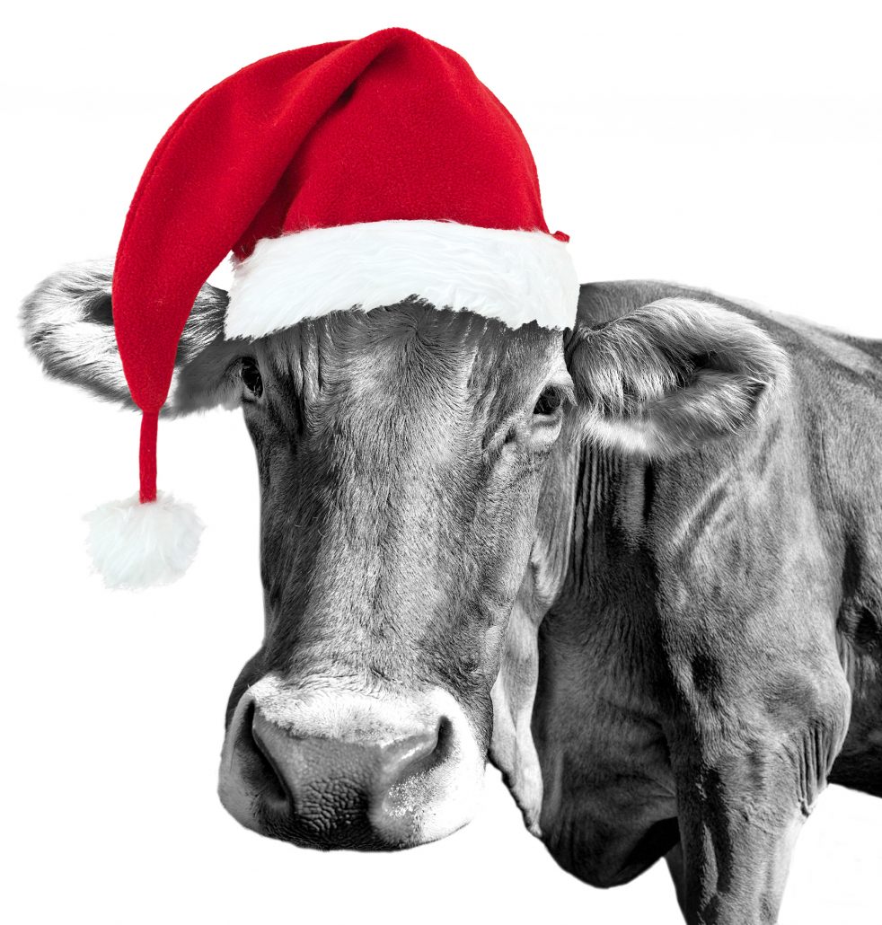Black and white fun cow on white background with a Santa hat, Christmas greeting card